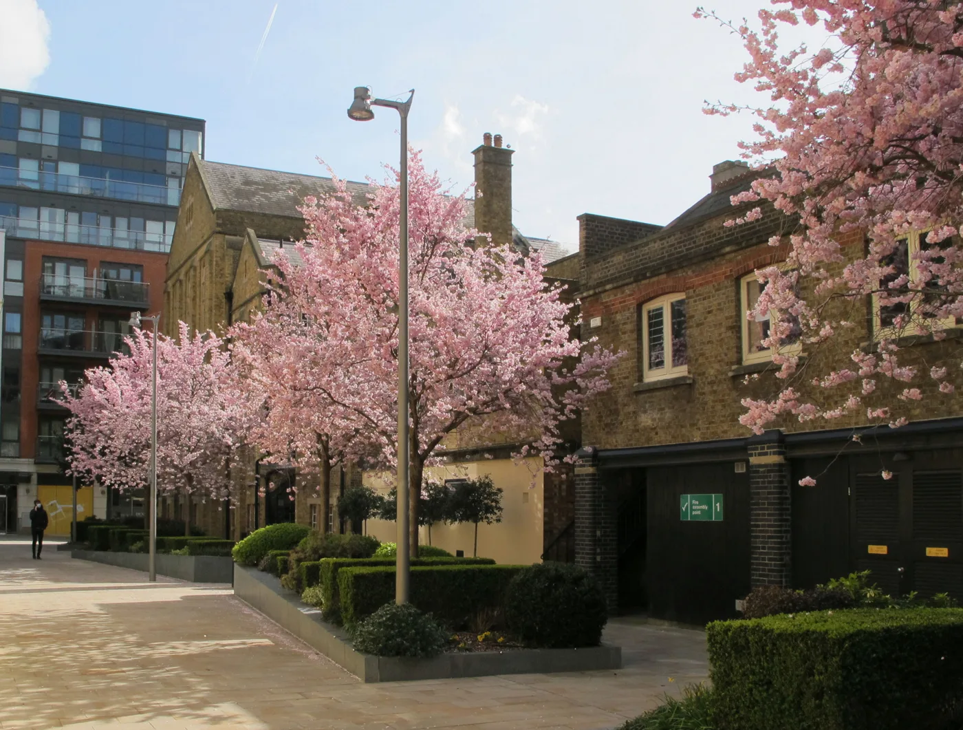 Cherry blossom at Dickens Yard, beside Ealing Broadway